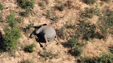 Lạ lùng: Hàng trăm con voi lăn ra chết - Âu lo dịch bệnh kinh hoàng sớm bùng phát tại Phi Châu