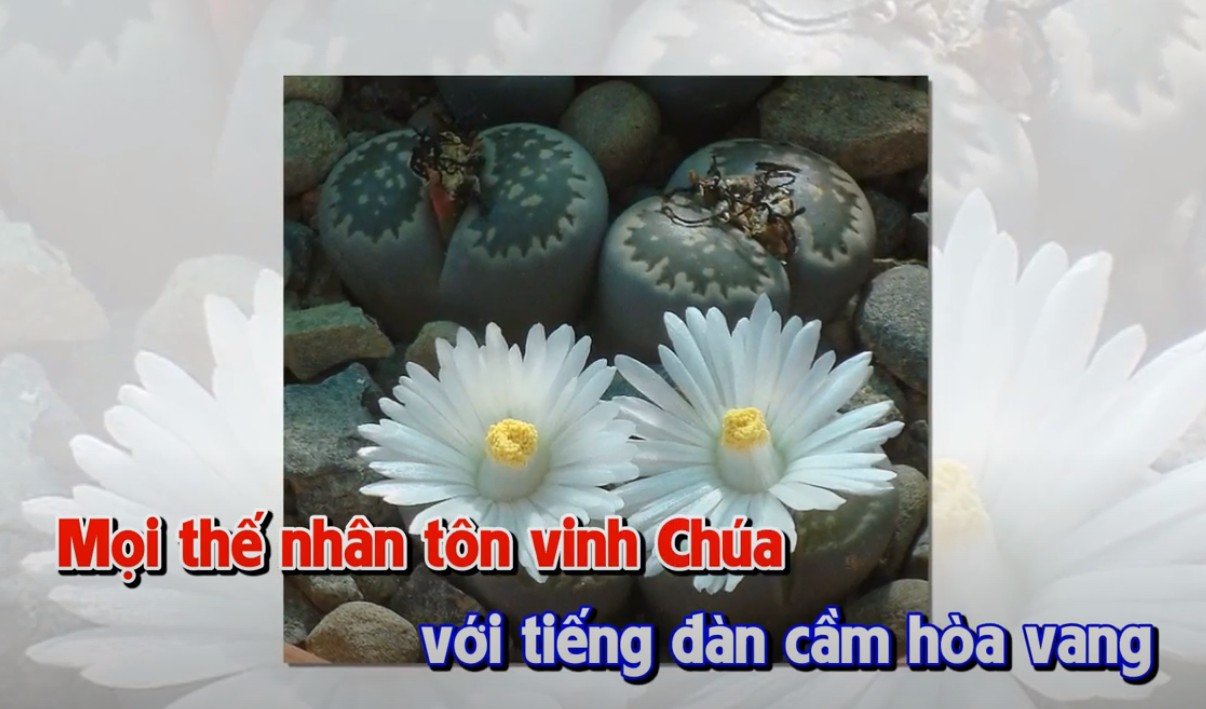 Dâng Ngài (Sáng tác: Lm. Vũ Thái Hòa) - Trần Ngọc | MV LYRICS